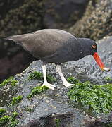 Blackish Oystercatcher