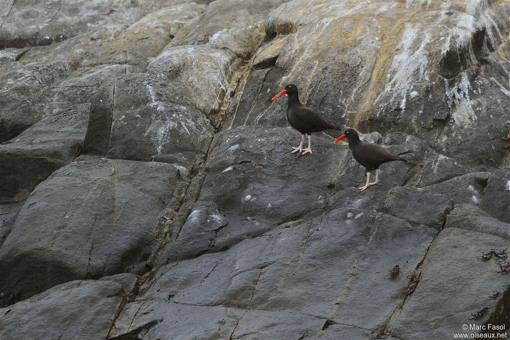 Blackish Oystercatcher adult, identification