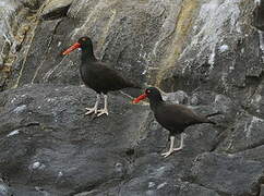 Blackish Oystercatcher