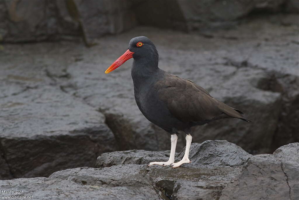 Huîtrier noiradulte, identification