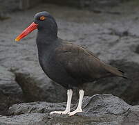 Blackish Oystercatcher