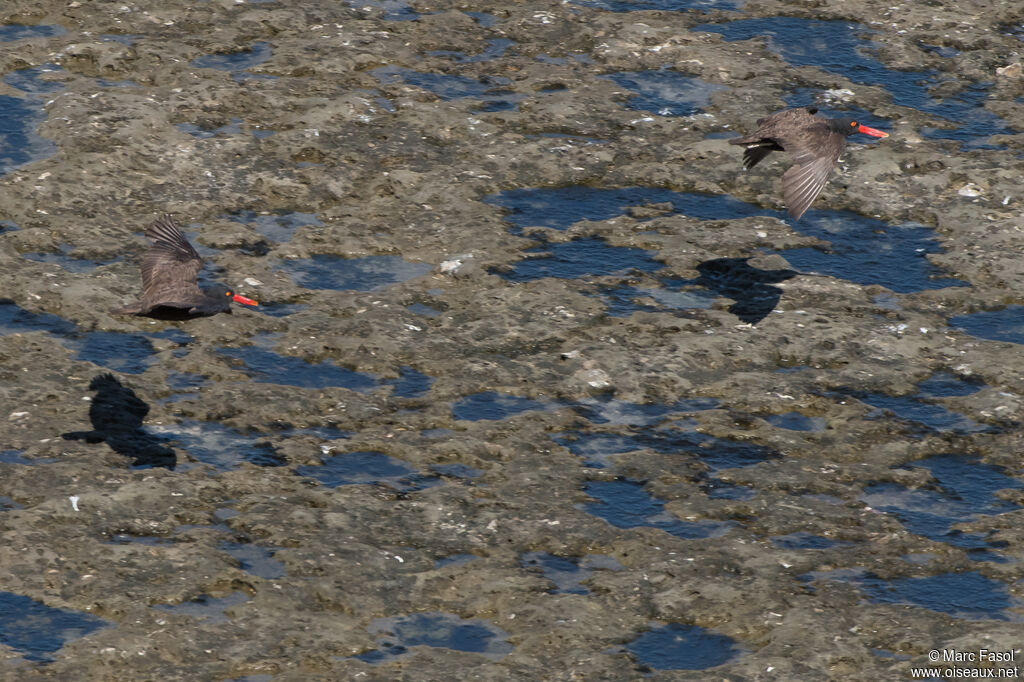 Blackish Oystercatcheradult