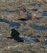 Blackish Oystercatcher