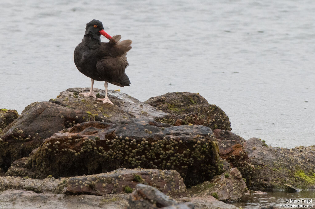 Blackish Oystercatcheradult, identification, camouflage