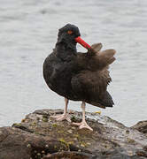 Blackish Oystercatcher