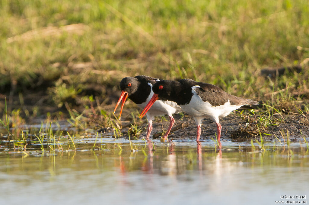 Eurasian Oystercatcheradult, courting display