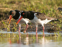 Eurasian Oystercatcher