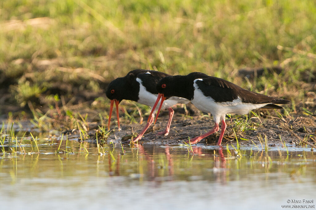 Eurasian Oystercatcheradult breeding, courting display