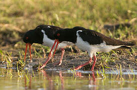 Eurasian Oystercatcher