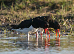 Eurasian Oystercatcher