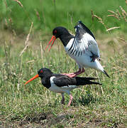 Eurasian Oystercatcher