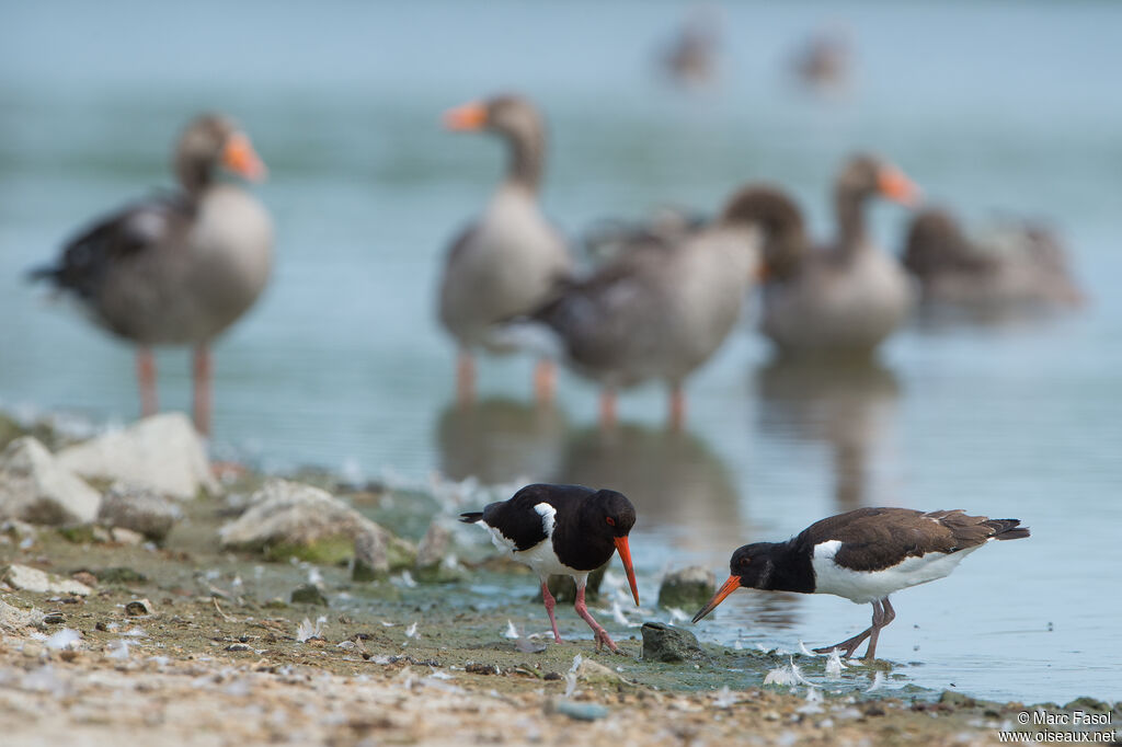 Eurasian Oystercatcheradult, feeding habits, eats