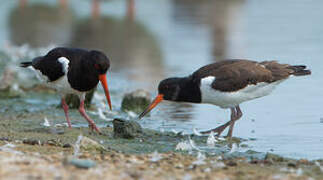 Eurasian Oystercatcher