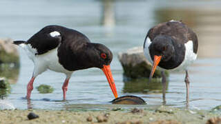 Eurasian Oystercatcher