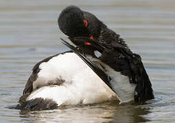 Eurasian Oystercatcher