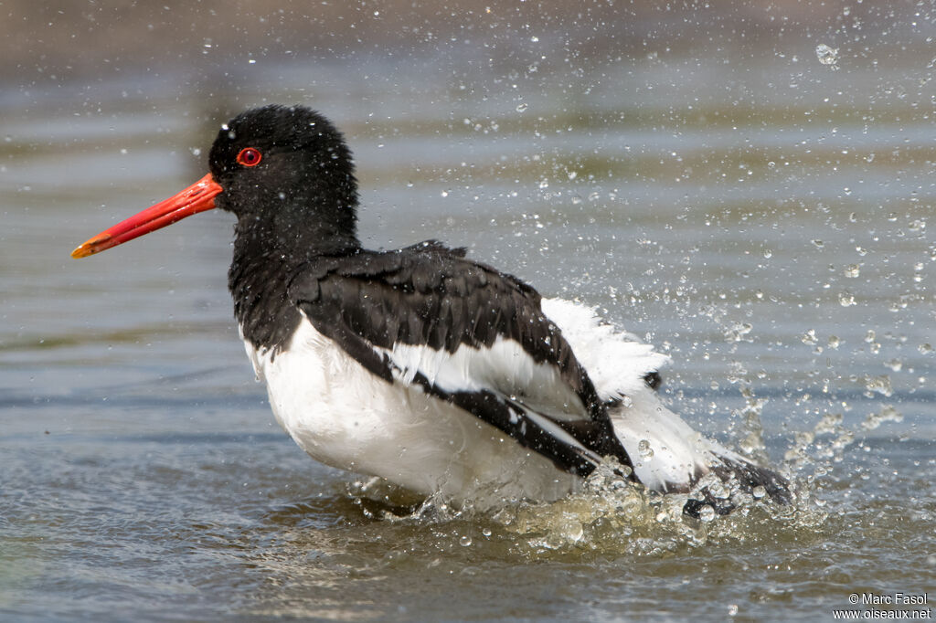 Eurasian Oystercatcheradult, care