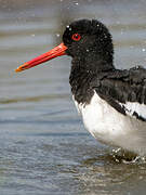 Eurasian Oystercatcher