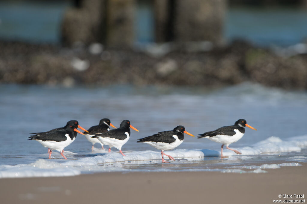 Eurasian Oystercatcher