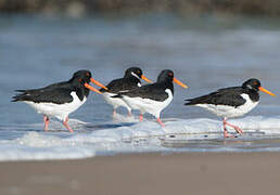 Eurasian Oystercatcher