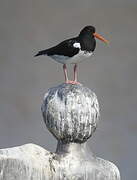 Eurasian Oystercatcher