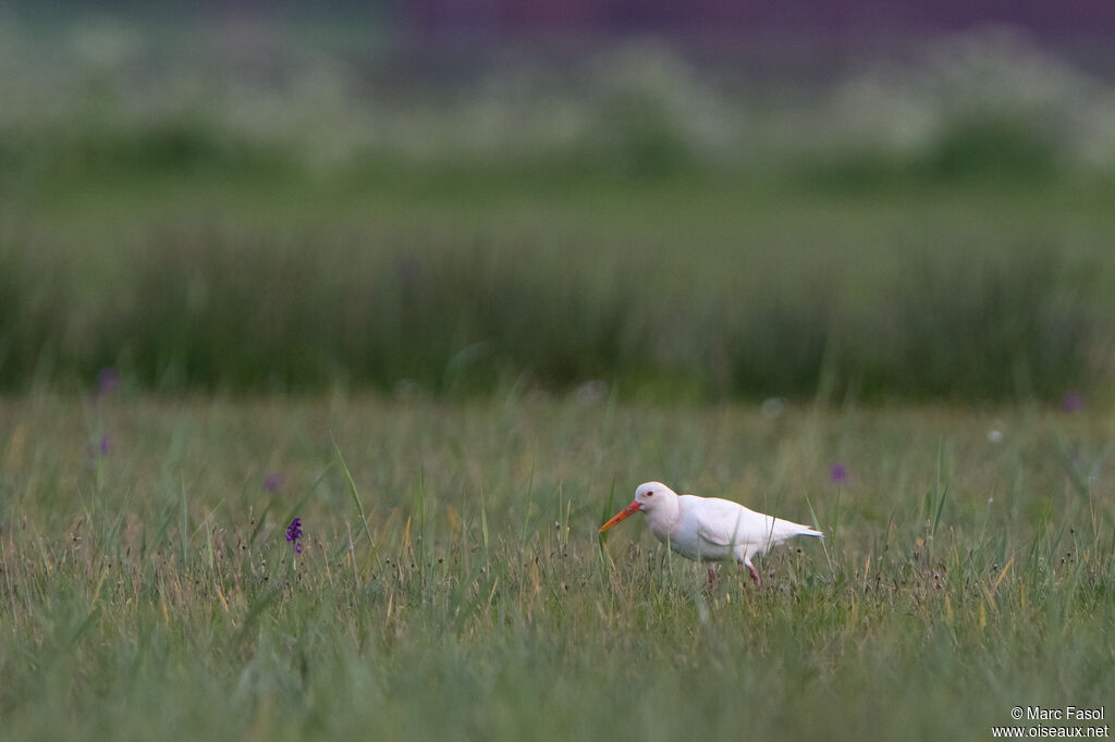 Eurasian Oystercatcheradult, habitat