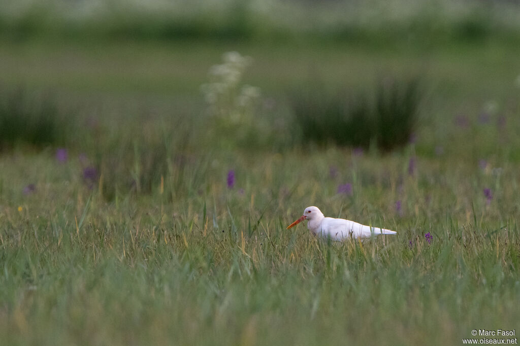 Eurasian Oystercatcheradult, habitat