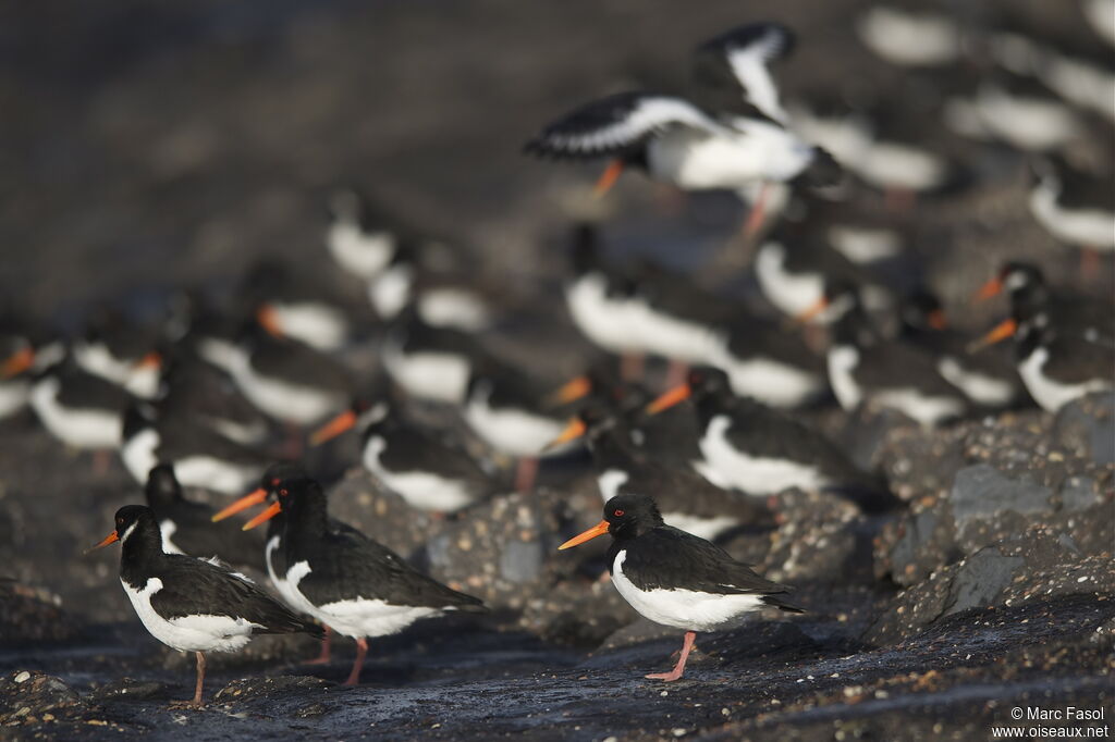 Eurasian Oystercatcheradult post breeding, identification, Behaviour