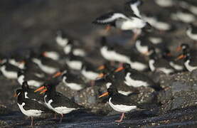 Eurasian Oystercatcher