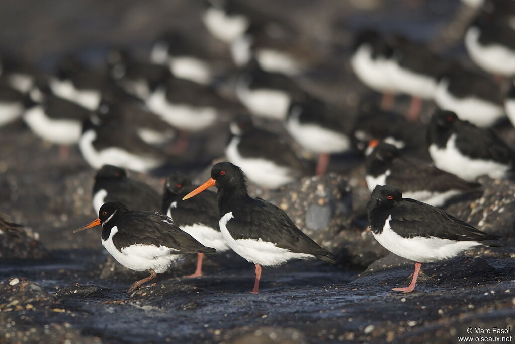 Eurasian Oystercatcheradult post breeding, identification, Behaviour