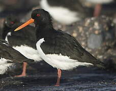 Eurasian Oystercatcher