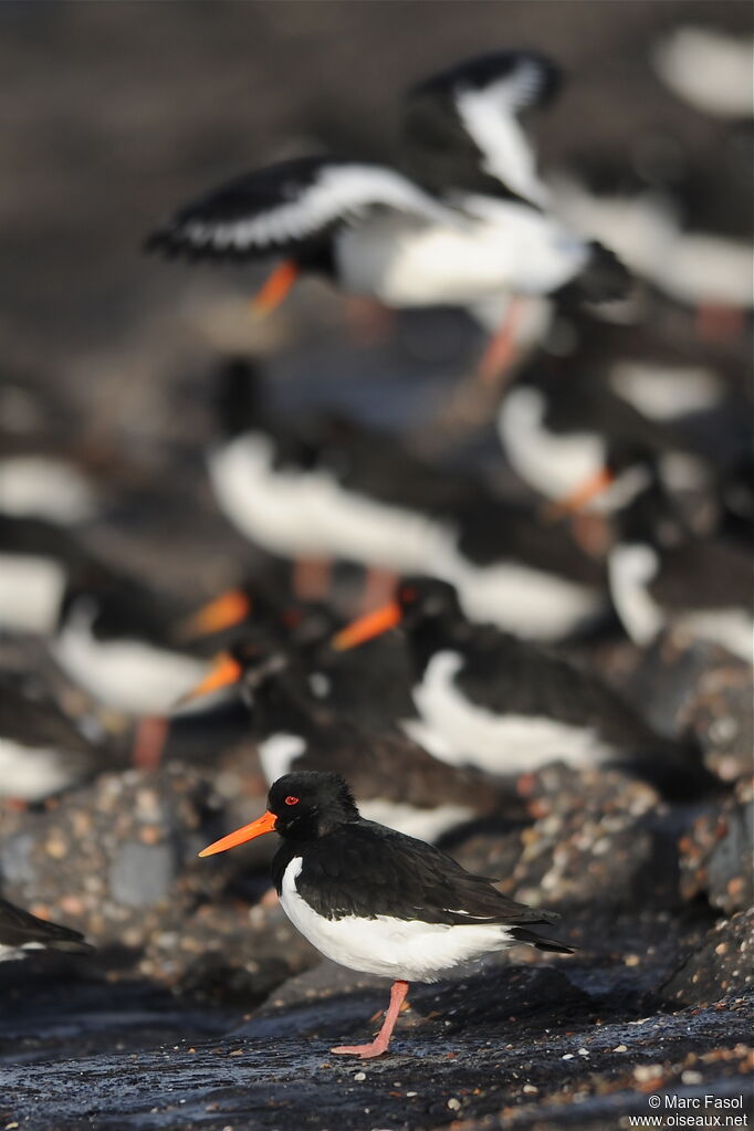 Eurasian Oystercatcheradult post breeding, identification, Behaviour