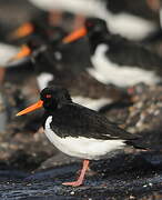 Eurasian Oystercatcher