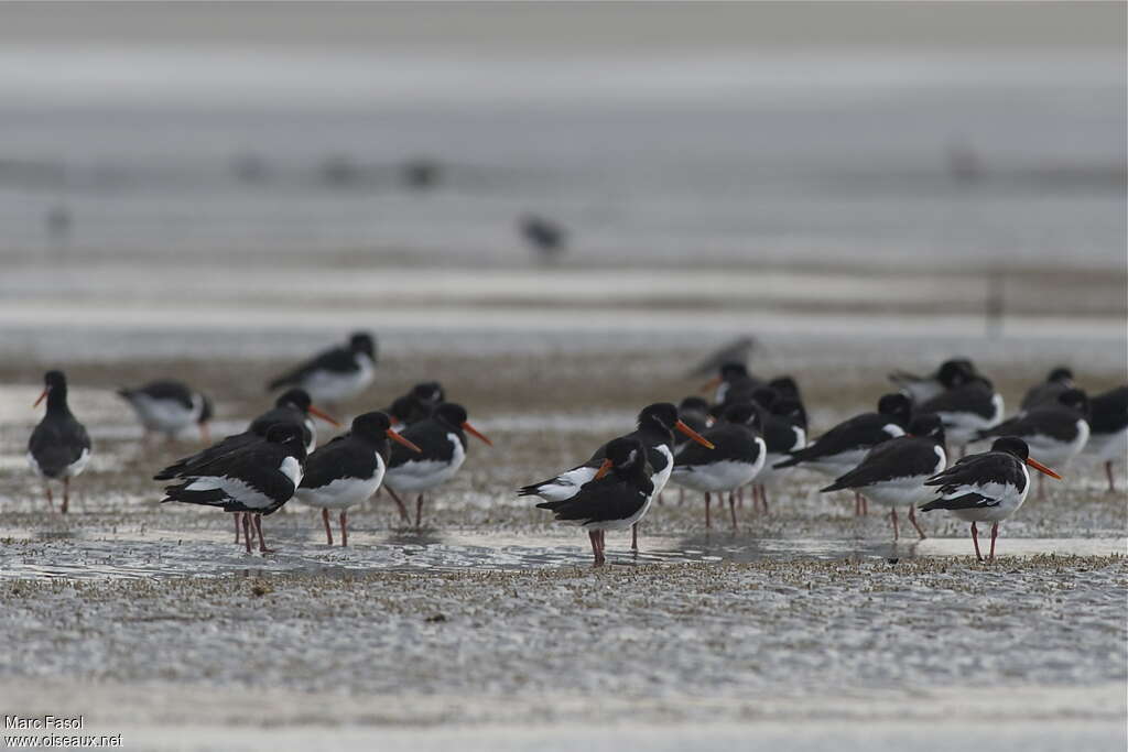 Huîtrier pie, habitat, Comportement