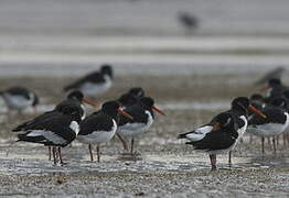 Eurasian Oystercatcher