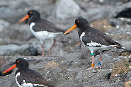 Eurasian Oystercatcher