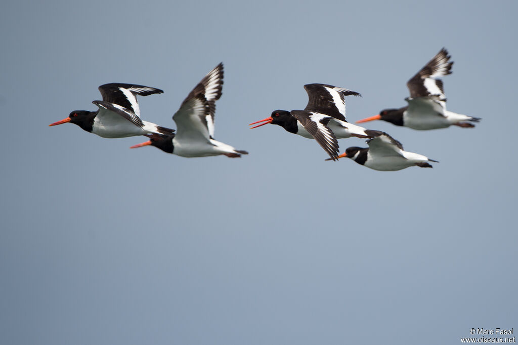 Eurasian Oystercatcher, Flight