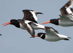 Eurasian Oystercatcher