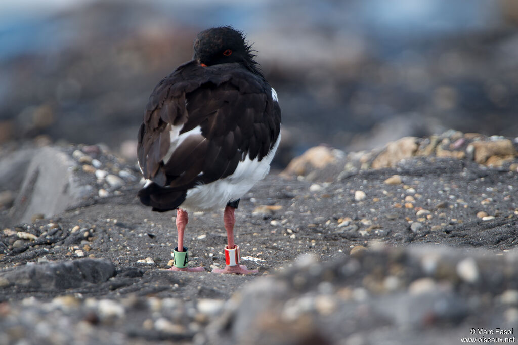 Eurasian Oystercatcheradult