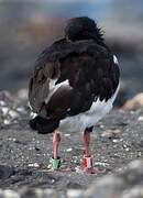 Eurasian Oystercatcher