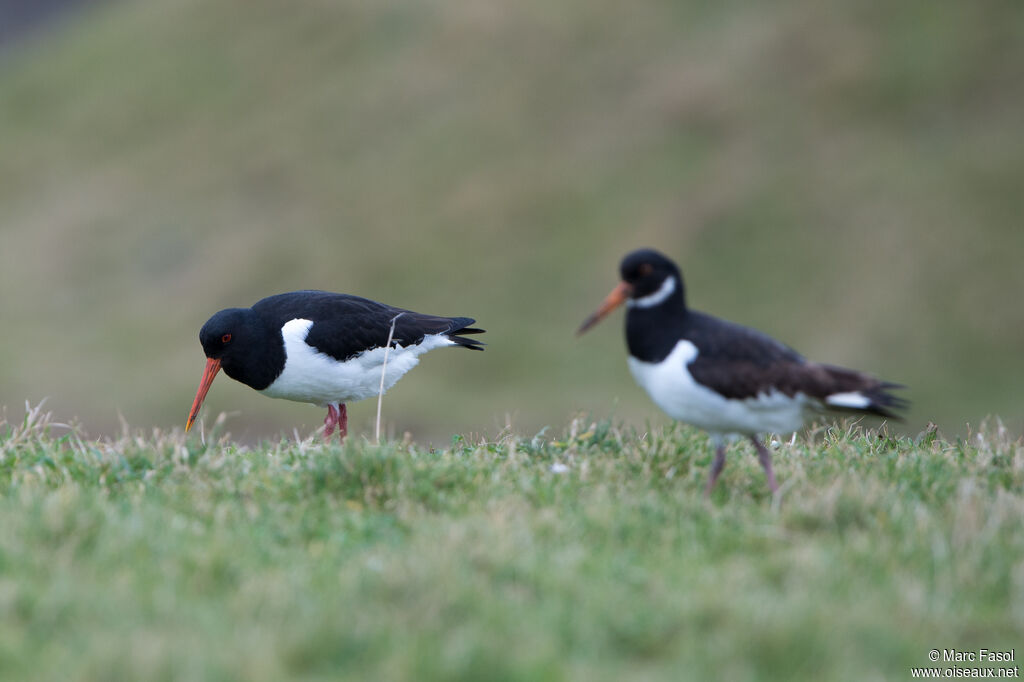 Eurasian Oystercatcher, identification