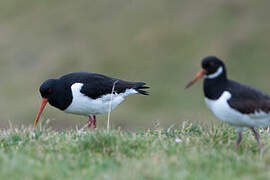 Eurasian Oystercatcher