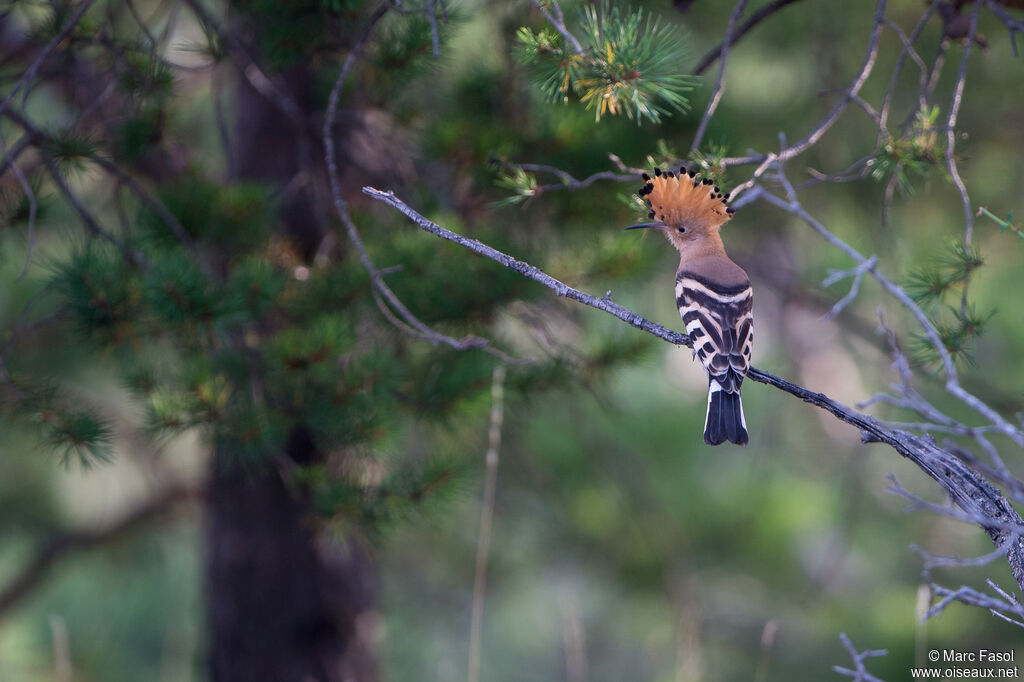 Eurasian Hoopoeadult, habitat