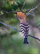 Eurasian Hoopoe