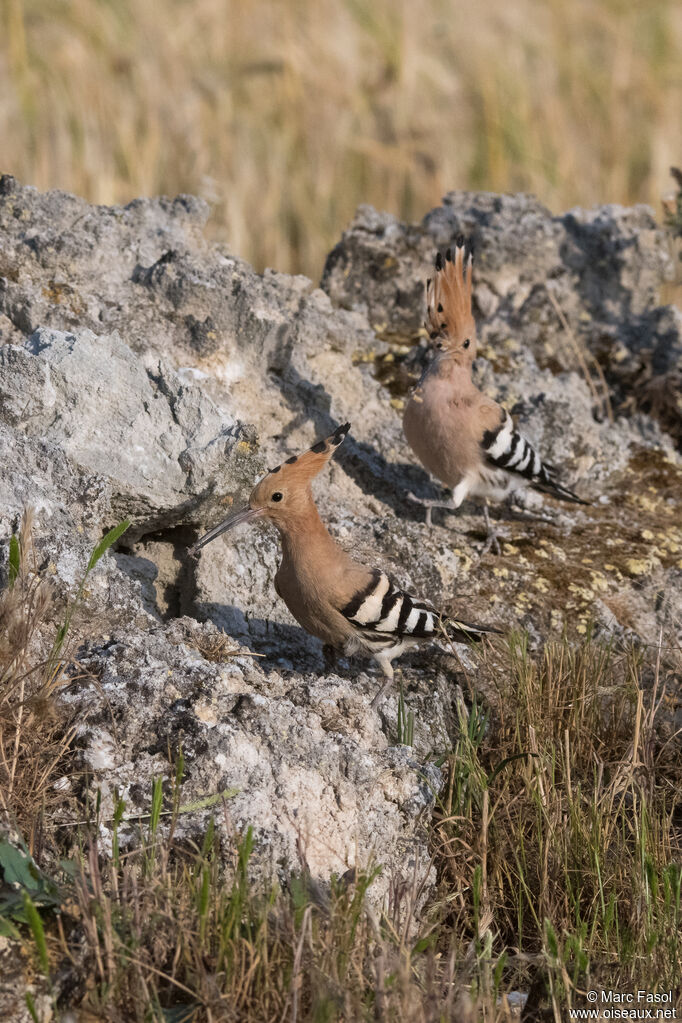 Huppe fasciée
