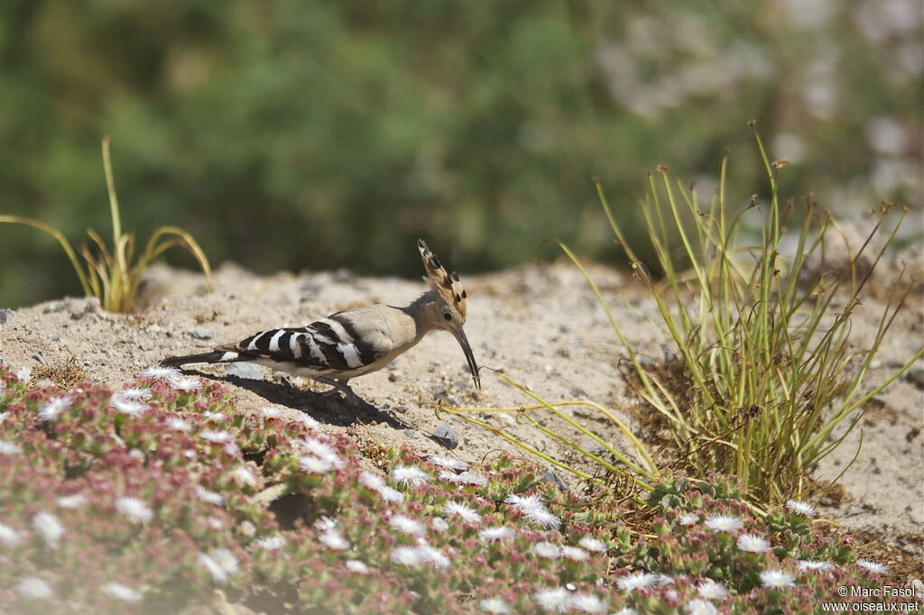 Huppe fasciéeadulte nuptial, identification, régime