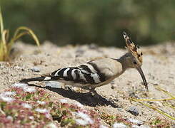 Eurasian Hoopoe