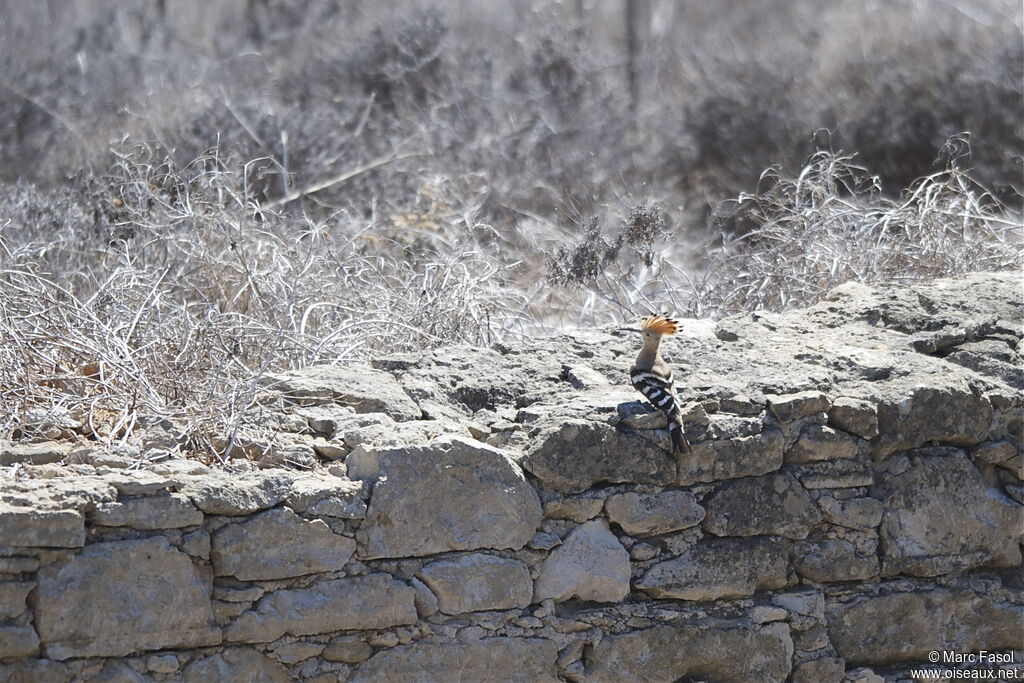 Eurasian Hoopoeadult breeding, identification, Behaviour