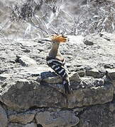 Eurasian Hoopoe