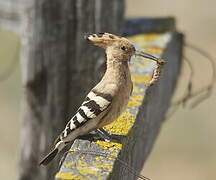 Eurasian Hoopoe