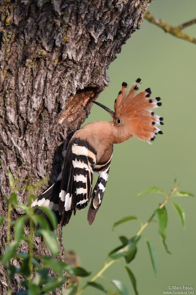 Huppe fasciéeadulte nuptial, identification, Nidification